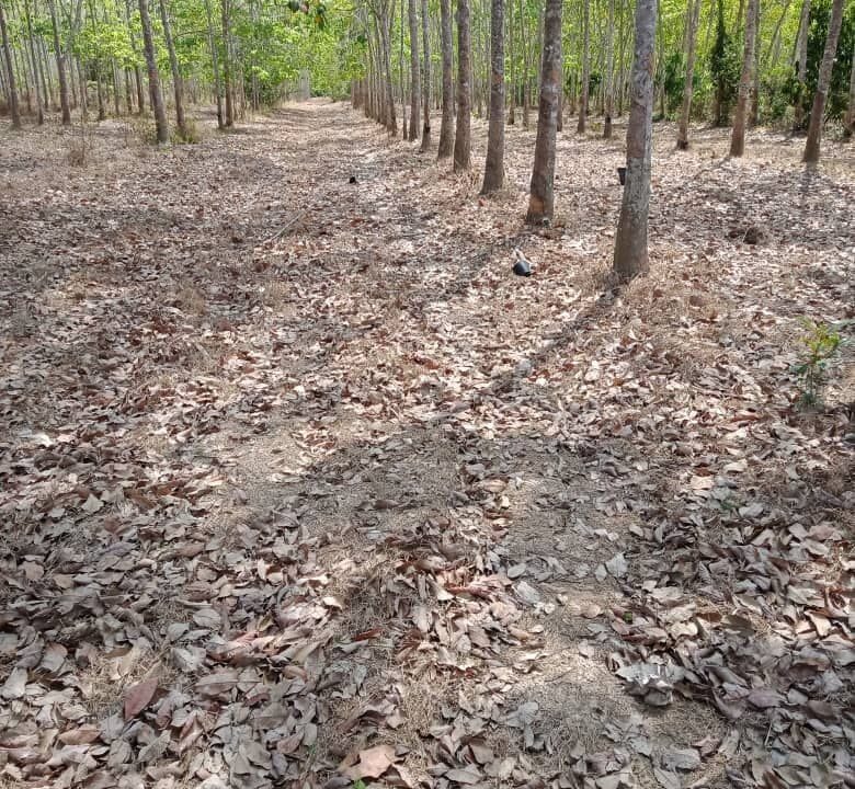 6249118622332687254